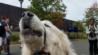 Snowy the great pyrenees howling at the sirens at UCONN 09272016 [upl. by Merry]