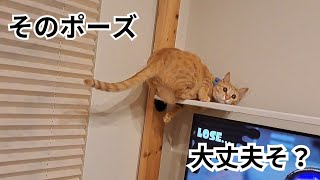 テレビの上で謎な行動をして飼い主に心配される猫 [upl. by Tannen]