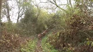 North Cotswold Hunt 12th November 2024 Willersey [upl. by Aidaas49]