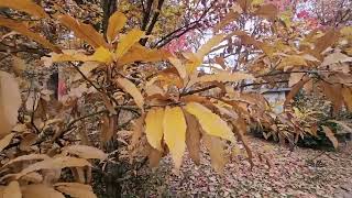 Quercus castaneifolia Green Spire dub kaštanolistý [upl. by Bertilla]