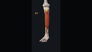 Tibialis Anterior Muscle ytshorts youtubeshorts anatomy [upl. by Brunhild]