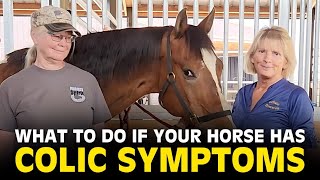 How to Recognize  Help Your Horse Colic  Essential Tips for Horse Owners  Holistic Horseworks [upl. by Eceela103]