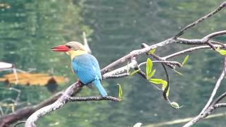 Stork billed Kingfishers  2 birds duetting at Hindhede Quarry pond [upl. by Purse566]