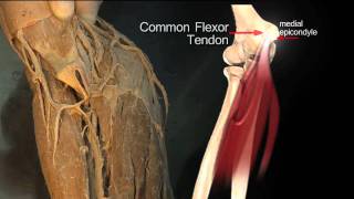 Forearm Flexor Compartment Superficial Muscles  Anatomy Tutorial [upl. by Llerrac]