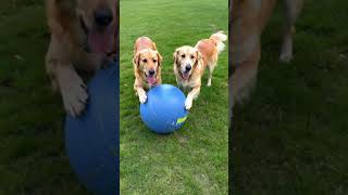 Two dogs playing with ball [upl. by Conley]