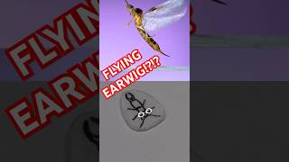 EARWIGS CAN FLY [upl. by Irahc]