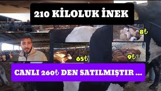 DÜVELER ÜST ÜSTE 65₺  ÇUBUK CANLI HAYVAN PAZARI BÖLÜM 4 Küçükbaş ve Büyükbaş 03102024 [upl. by Viviene954]