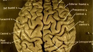 Take A Guided Tour Of Einsteins Brain [upl. by Sanjiv]