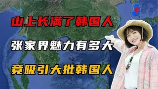 山上长满了韩国人？张家界究竟有何魅力，竟能吸引大批韩国人 [upl. by Carmela]