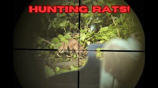 Shooting rats at the chicken coop [upl. by Yard]