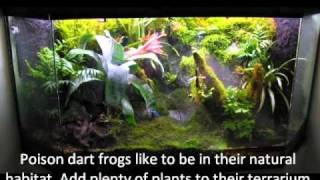 How to keep poison dart frogs Part 1 The Enclosure [upl. by Ayrolg]