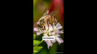 🐝✨Happy Weltbienentag ✨🐝 shorts WorldBeeDay2022 Weltbienentag [upl. by Irita715]