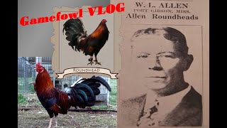 History of Roundhead Gamefowl VLOG Tagalog [upl. by Gnil837]