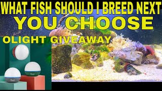 What Fish Should I Breed Next [upl. by Norword]