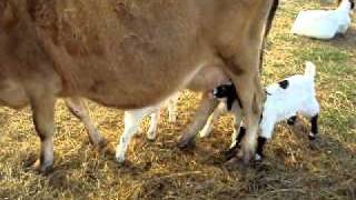 Our cow Bambi feeding Baby goats [upl. by Drofnas443]