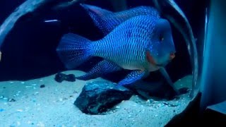 Pearlscale Eartheater Cichlid  Jan 2016 [upl. by Irmo]