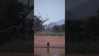 Brown Hyena sighting at watering hole [upl. by Zarah375]