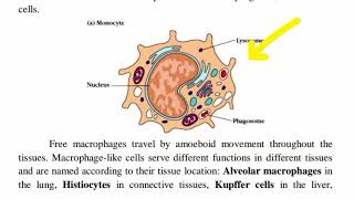 Mononuclear cell monocytes and macrophages in tamil [upl. by Marcellina760]