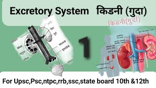 Urinary System in hindi  उत्सर्जन तंत्र  Excretory System In Hindi  kidney  Nephrons  Bladder [upl. by Rotow95]