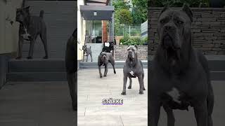 Das sind die Stärksten Hunderassen 🐕 Tiere Hunde haustiere [upl. by Auqinat621]