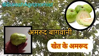 खेत में अमरूद का पेड़  guava  trending video viralvideo vlog SureshAgronomist [upl. by Novello]