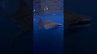 Whale Shark Power Unleashed🐋⚡️🦈shorts youtubeshorts shortsfeed shortvideo viralvideo trending [upl. by Niak]