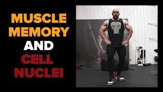 How Muscle Memory Works Addition of Cell Nuclei [upl. by Azyl943]