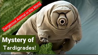 What are Tardigrade  Tha strongest Creature Ever  Latest scientist Finaly Teleport a Tardigrades [upl. by Aisitel160]