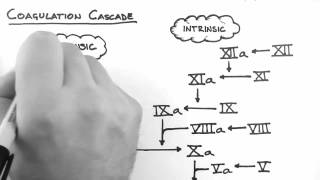 Haemostasis 2  Coagulation Cascade [upl. by Ocir]