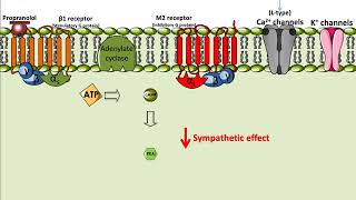 Propranolol  Mechanism of Action [upl. by Artema]