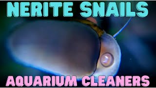 Nerite Snail  Aquarium Cleaners [upl. by Ahseat925]