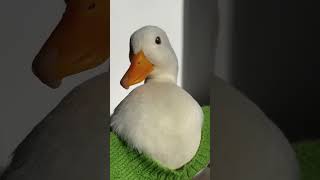 Apt brunomars rosé apt duck cute pets funny animals music pop [upl. by Entwistle]