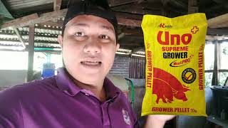 PIGGERY BUSINESS  BABOYAN ADVENTURE PART 11  Uno Feeds Ilan ang kilo dapat sa 2 months old [upl. by Dorelle]