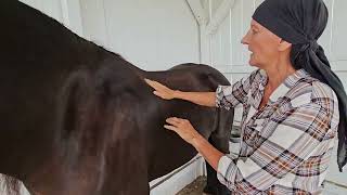 Basic Massage Strokes for Horses [upl. by Ailati857]