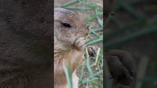 Prairie Dogs Snacking for Winter [upl. by Betsey]