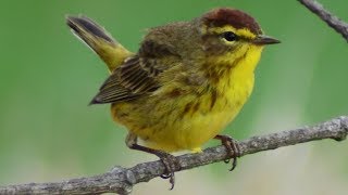 Palm warbler  Bird [upl. by Meletius]