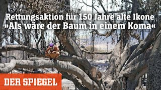 Rettungsaktion für 150 Jahre alte Ikone» Als wäre der Baum in einem Koma«  DER SPIEGEL [upl. by Eirlav]