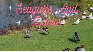 Seagulls and Ducks at Beauty Park birds nature explore trending viral [upl. by Curley]