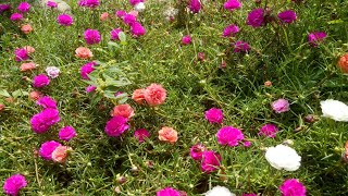 Moss RoseDouble MixGrandiflora  Portulaca Gradiflora  Portulacaceae Purlslanes [upl. by Esidarap]