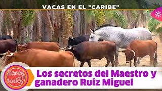 Toros para todos Vacas de vacaciones en el quotCaribequot y rodeadas de palmeras [upl. by Bernarr58]