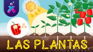 El reino de las Plantas  Videos Educativos  FlexFlix [upl. by Aenneea]