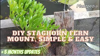 Staghorn Fern mounting DIY  Simple easy and it works Platycerium Ridleyi tanduk rusa [upl. by Noneek]