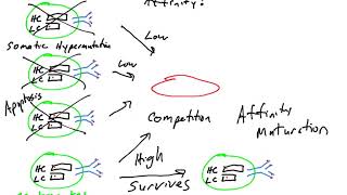 Adobe vs Affinity  The Ultimate Guide [upl. by Nemracledairam842]