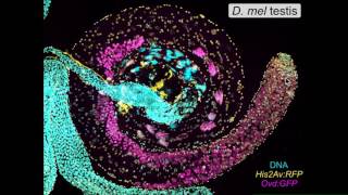 C Large Mechanism of hybrid incompatibility between two subspecies of Drosophila pseudoobscura [upl. by Maclaine651]