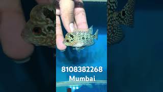 Srd flowerhorn kamfa aquarium fish flowerhorn louhan cichlid ytshorts pet viralvideo trend [upl. by Htinnek]