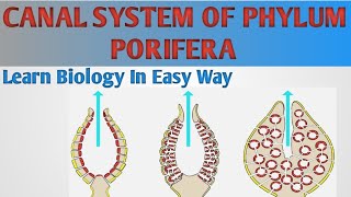 What is Water Canal System Asconoid Syconoid and leuconoid canal system in Porifera zoology [upl. by Ettennyl]