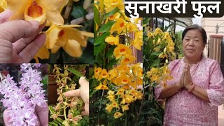 Dendrobium Moschatum  wild orchid blooming in Pot Grow And Care Tips garden orchid [upl. by Aynos277]