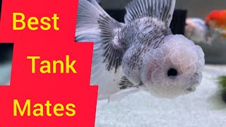 Best Tank Mates of Goldfish ll 13 ideal Tank Mates ll GOLDFISH Tank Mate VARIETIES [upl. by Noiztneb]