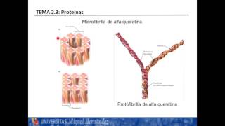 Lec234 Proteinas fibrosas umh1025 201516 [upl. by Alveta]