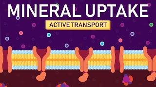 symplast and apoplast pathway  NMDCAT 2021 [upl. by Suilenrac]